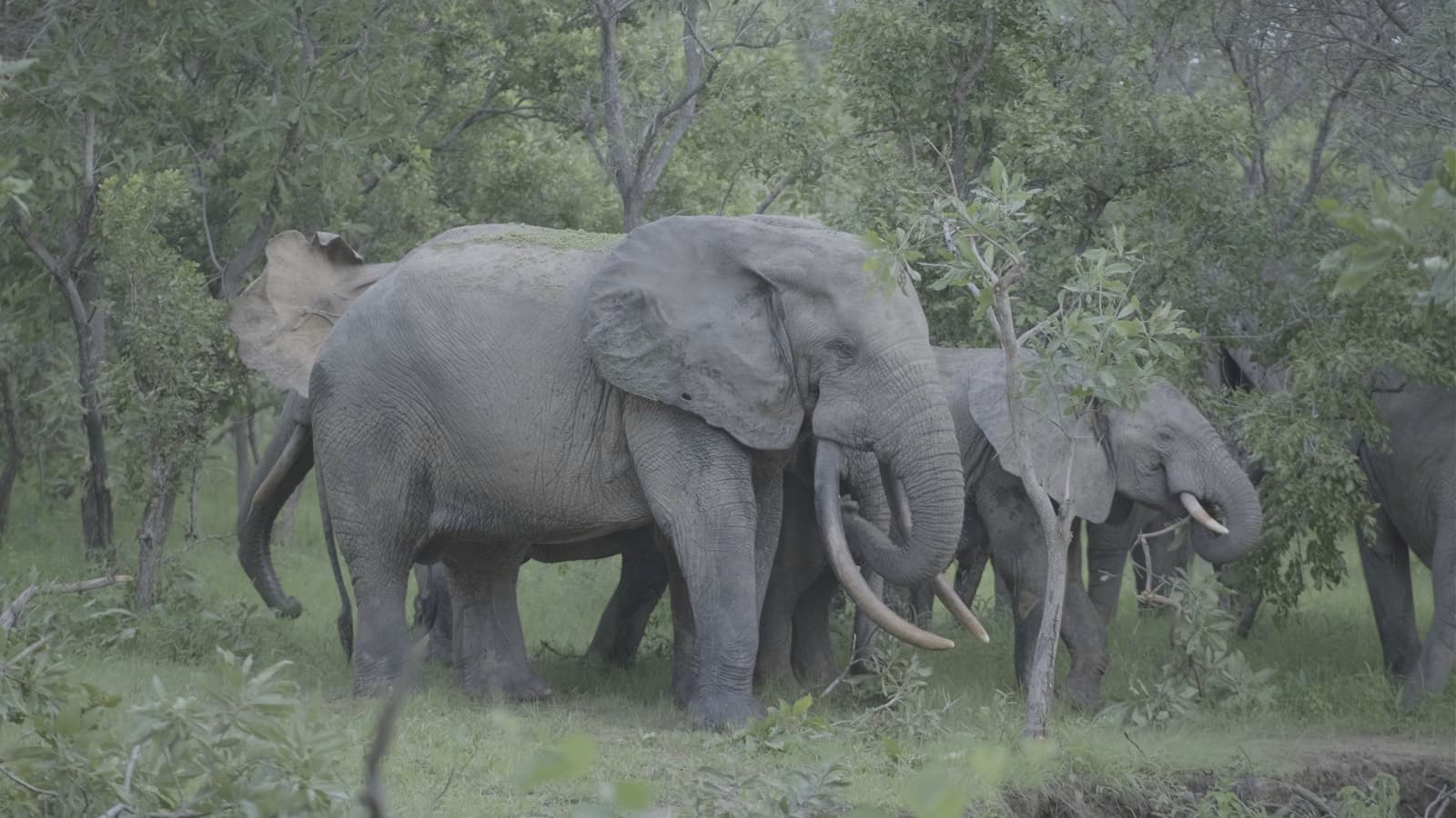 Elephants in autumn bush